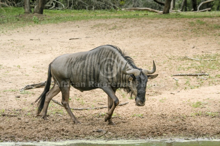 Blue Wildebeest