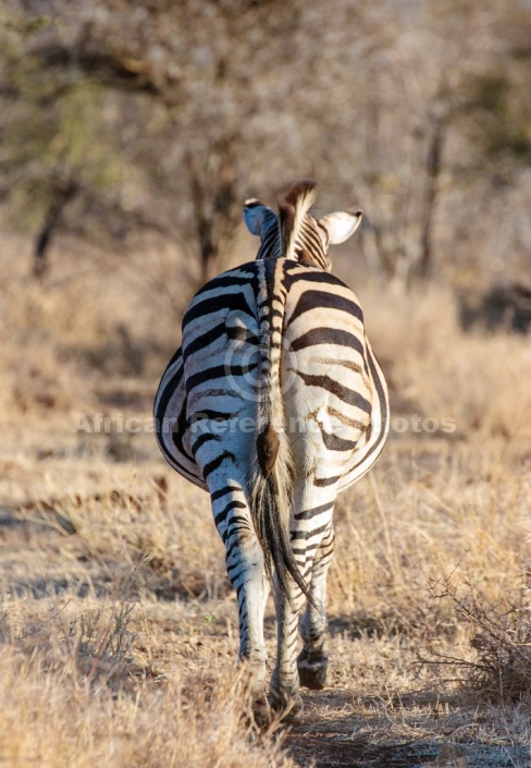 Zebra Walking Away