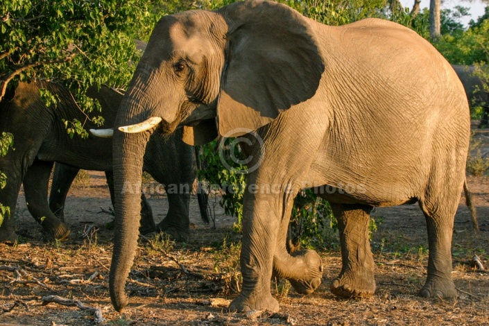 Elephant Female Side-on View