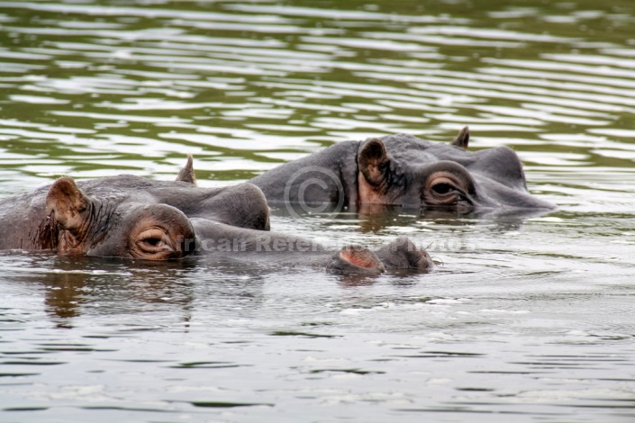 Hippo Pair Floating