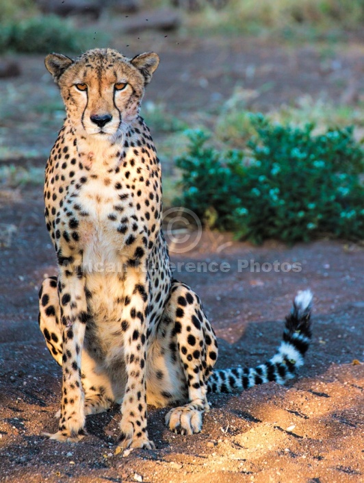 Cheetah Adult on Haunches