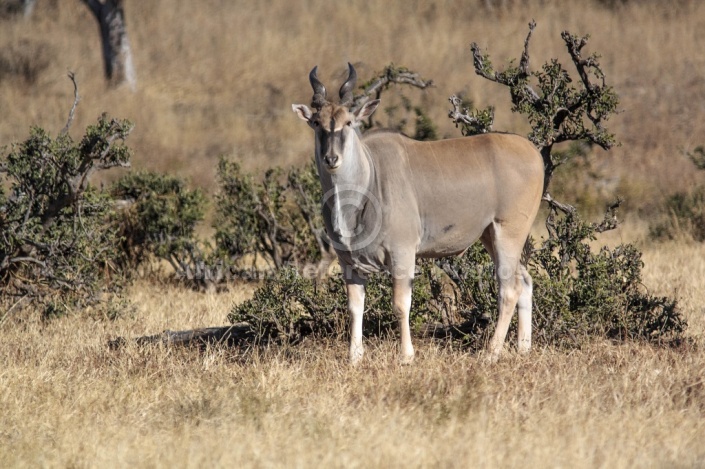 Eland