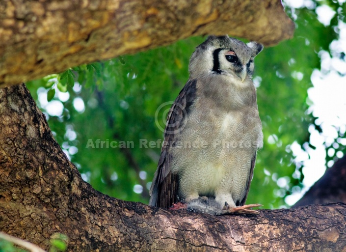 Verreaux's Eagle-Owl with Prey