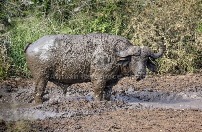 Buffalo Bull in Mud Wallow