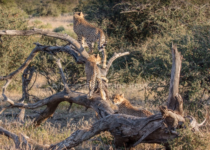 Cheetah Youngsters on Dead Tree