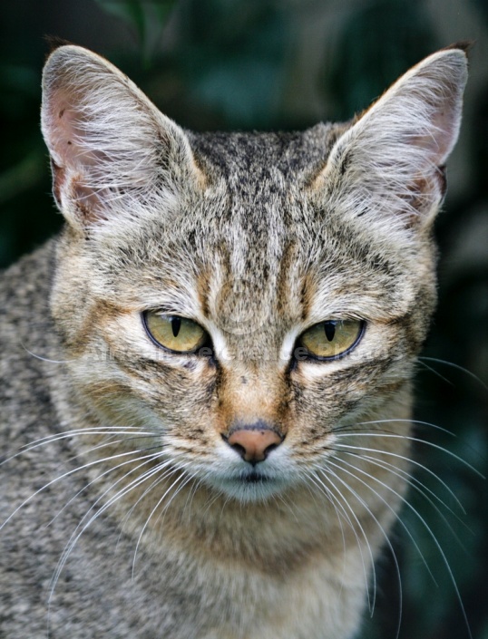 Captive African Wild Cat