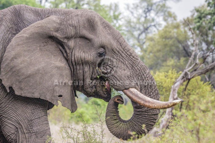 Elephant Feeding, Close-up