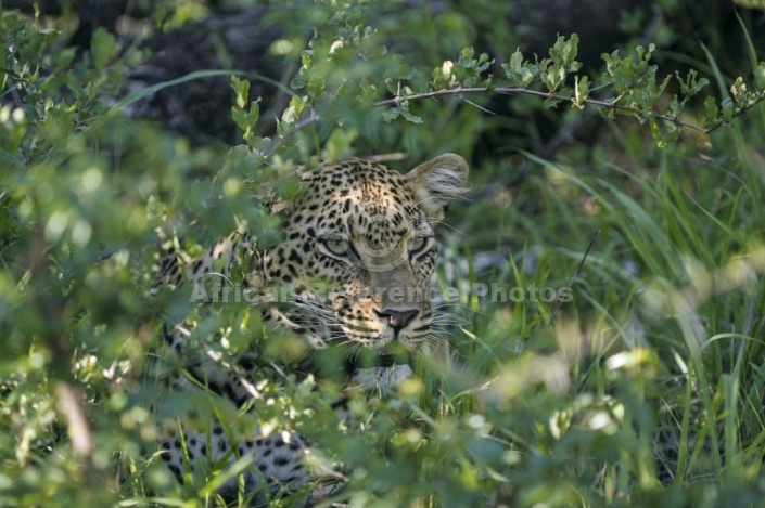 Leopard Peering from Green Vegetation