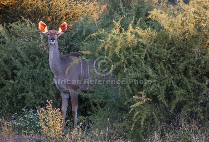 Female Kudu