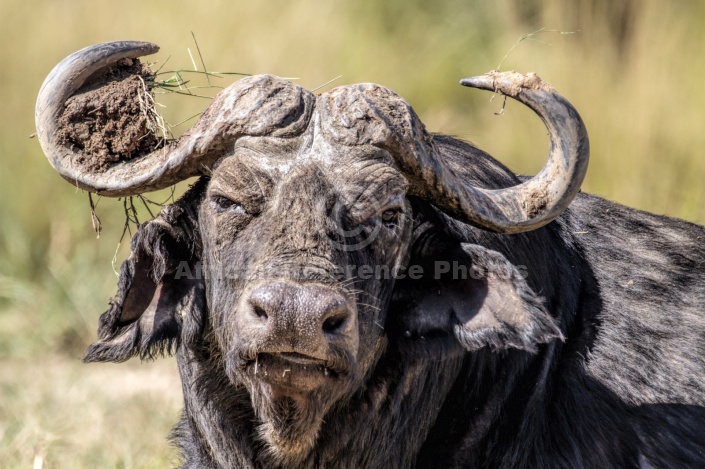 Buffalo Bull Portrait