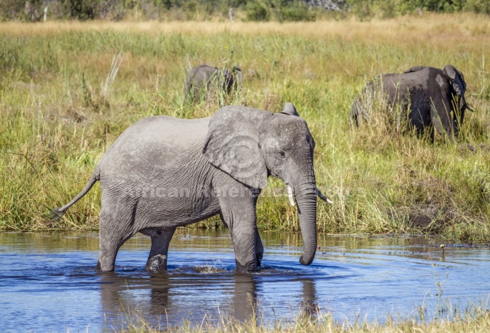 Elephant Standing in River Shallows