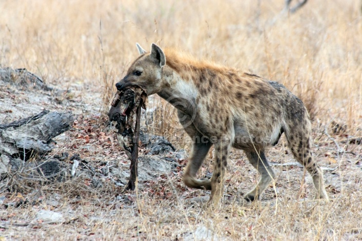 Spotted Hyena photo for art reference