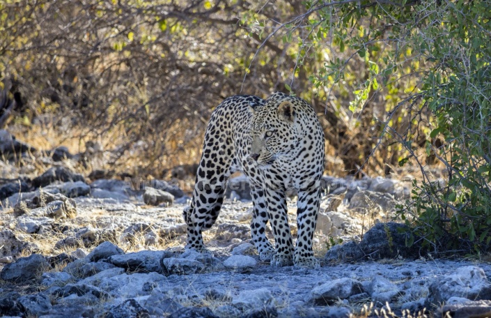 Leopard Checking its Surroundings