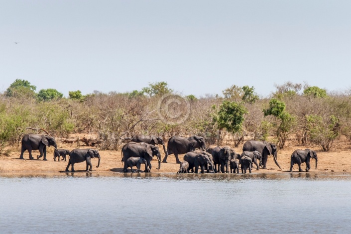 Elephant Herd Gathering to Drink