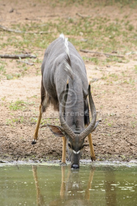 Nyala antelope drinking