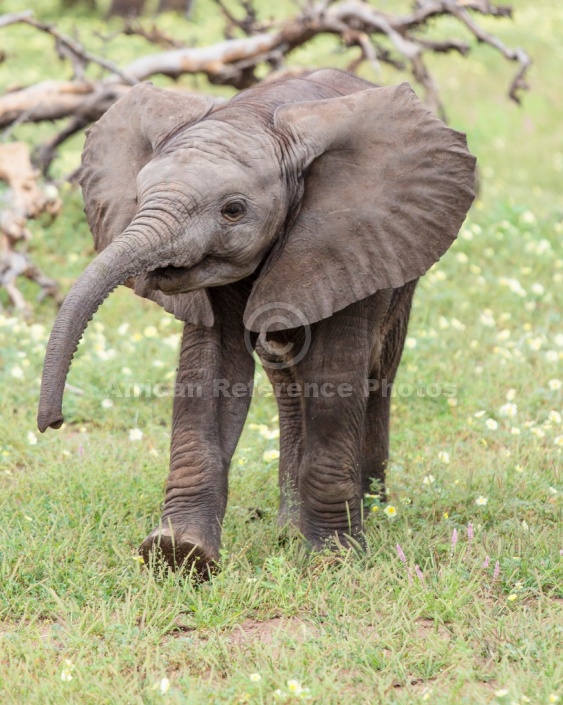 Baby Elephant Striding in Green Grass