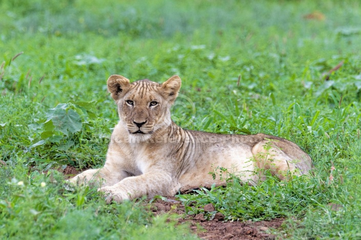 Sub-adult Lion Cub