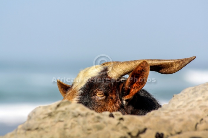 Close-up of Goat's Head with Rocks in Foreground