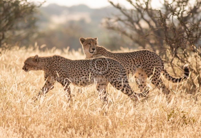 Cheetah in Morning Light