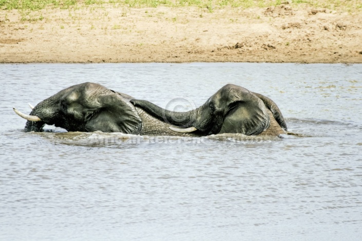 Elephant Duo in Water