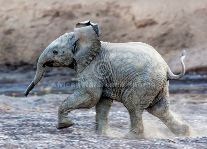 Elephant Youngster Running, Side View