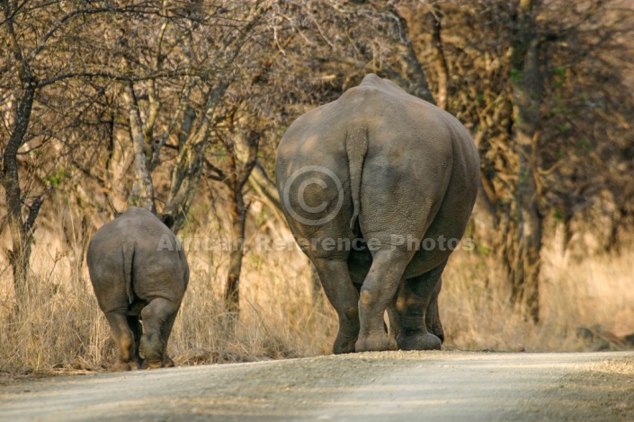 White Rhinoceros Female and Juvenile
