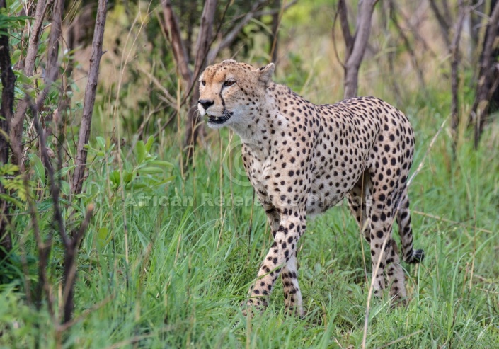 Male Cheetah, Three-Quarter View