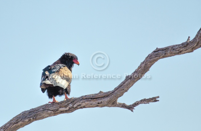 Bateleur Eagle