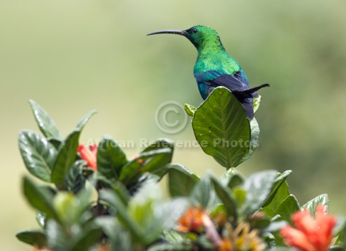 Malachite Sunbird Showing Bright Plumage