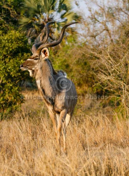 Kudu Bull