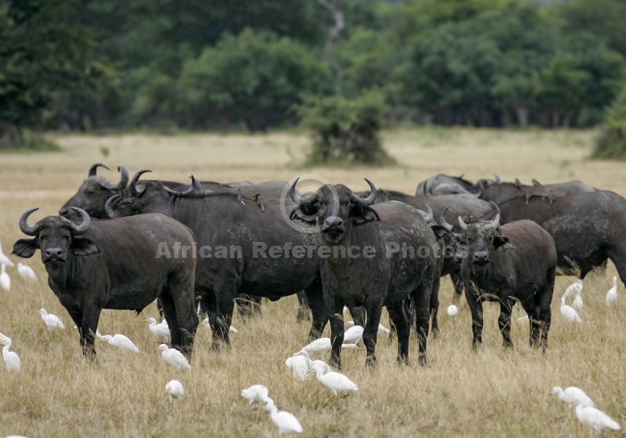 African Buffalo