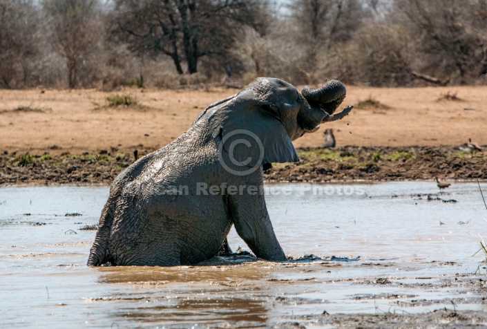 Elephant in Muddy Pool