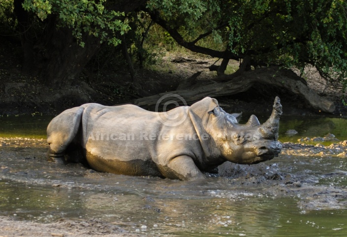Rhino Taking Mud Bath