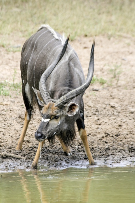 Nyala Male with Large Horns