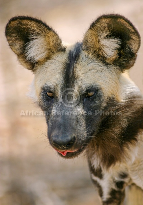 Wild Dog Close-up