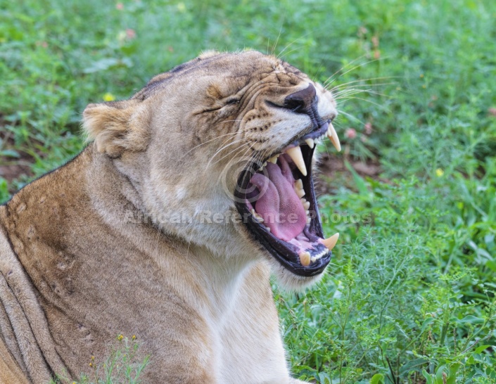 Lioness Yawning