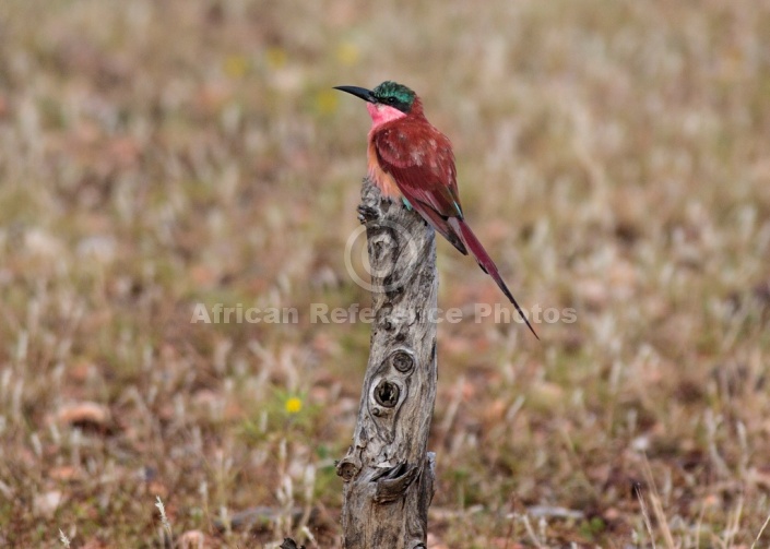 Carmine Bee-Eater Perching on Stump