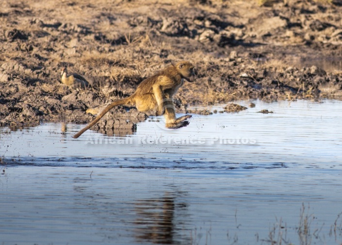 Chacma Baboon