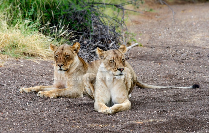 Lioness Pair