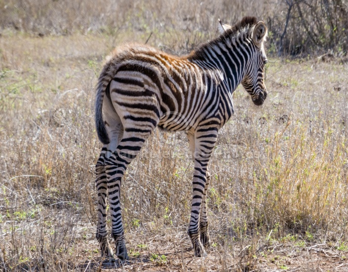 Zebra Youngster