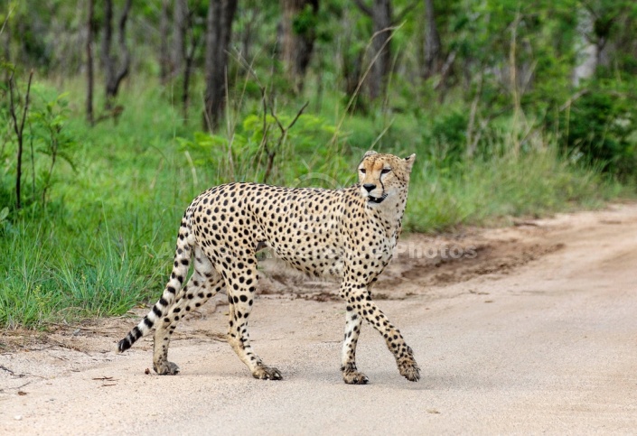 Cheetah Male Crossing Road