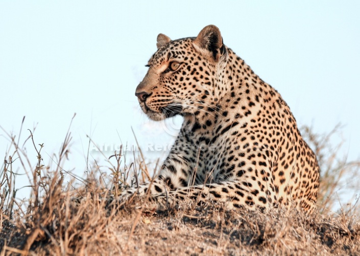 Leopard Close-up