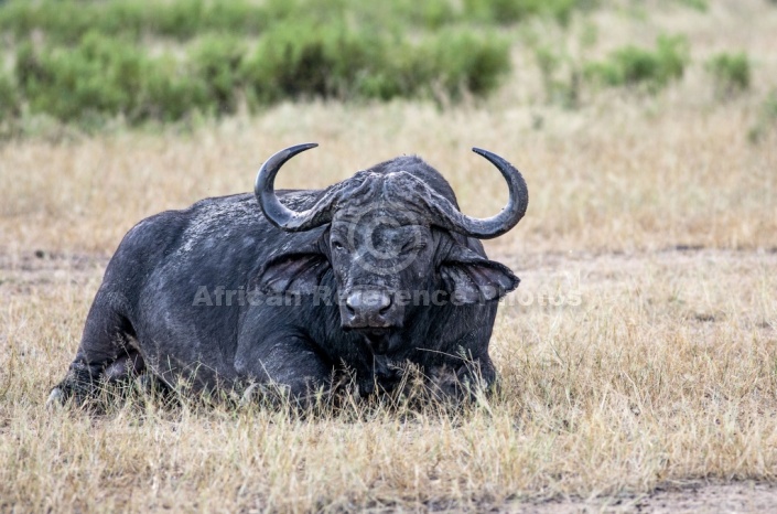 African Buffalo