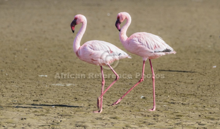 Lesser Flamingo Pair