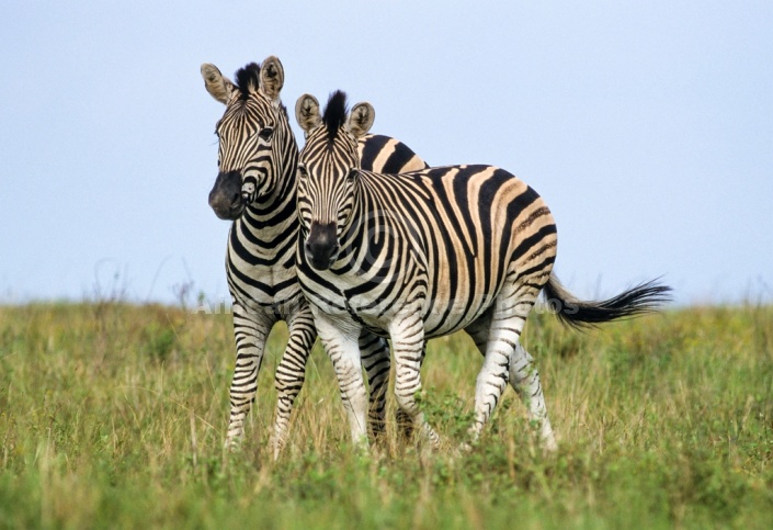 Playful Zebra Pair