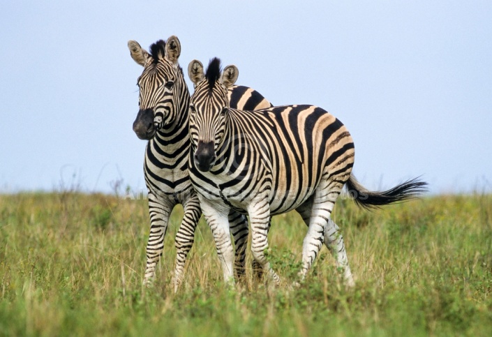 Playful Zebra Pair