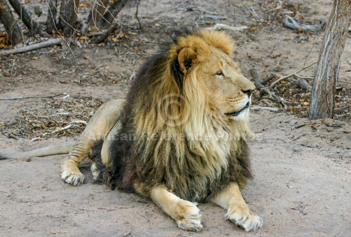 Male Lion, Barbary Look-Alike