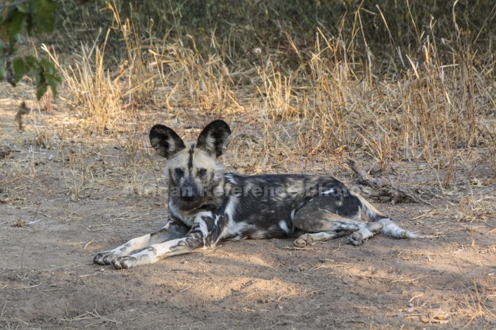 Wild Dog