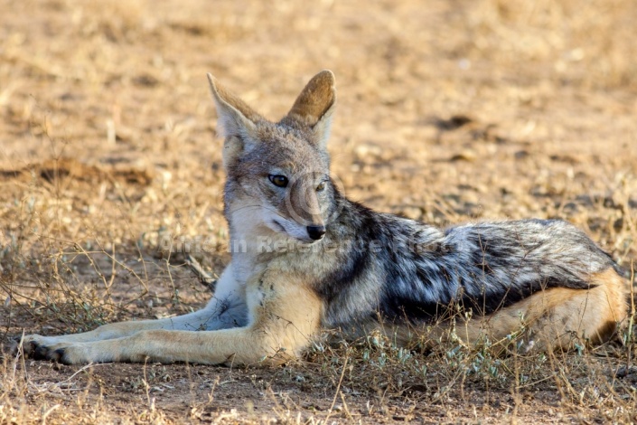 Black-backed Jackal