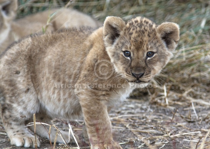 Lion Cub